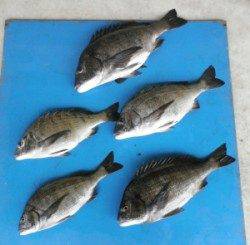 日引磯で、出ました♪　54.2cmの立派な年無しチヌ！