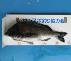 小橋磯でのフカセ釣り、良型チヌ揚がっていま…