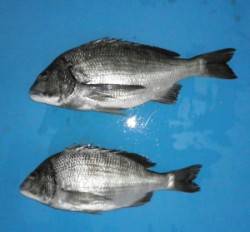 親海公園、チヌ43.2cmを頭に2匹の釣果…