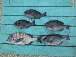 ケムリ島でフカセ釣り、グレ・チヌの釣果