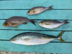 神谷沖一文字内向き、ハマチとイサギをカゴ釣りで