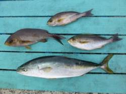 神谷沖一文字内向き、ハマチとイサギをカゴ釣…