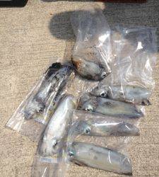 オオ島でヤエン、小ぶりですがアオリイカ大漁です★