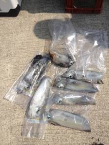 オオ島でヤエン、小ぶりですがアオリイカ大漁…