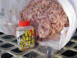 とっとパーク小島、カゴぶっこみ釣りでの釣果