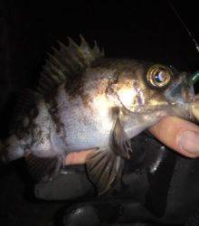 高砂港でのメバリング、自己新記録の25cmのメバル♪