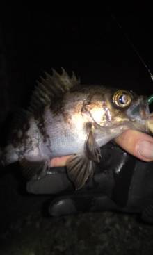 高砂港でのメバリング、自己新記録の２５ｃｍ…