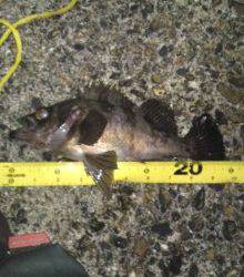 高砂港でのメバリング、自己新記録の25cmのメバル♪