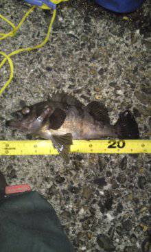 高砂港でのメバリング、自己新記録の25cmのメバル♪