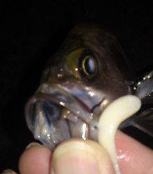 高砂港でメバリング、MAGBITEアッパーカットで2匹ＧＥＴ！