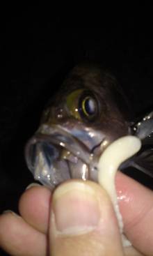 高砂港でメバリング、MAGBITEアッパーカットで2匹ＧＥＴ！