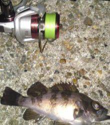 高砂港でメバリング、MAGBITEアッパーカットで2匹ＧＥＴ！