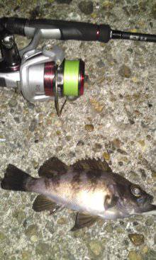 高砂港でメバリング、MAGBITEアッパー…