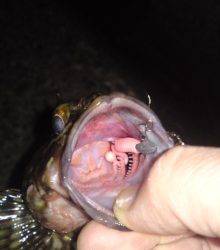 高砂港 メバリングでガシラ18cm