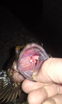 高砂港 メバリングでガシラ18cm