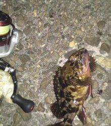 高砂港 メバリングでガシラ18cm