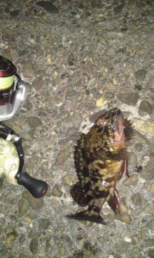 高砂港 メバリングでガシラ18cm