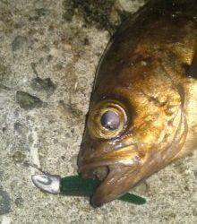 志筑 メバリングで5Hit4バラシも21cmゲット