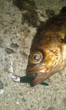 志筑 メバリングで5Hit4バラシも21cmゲット