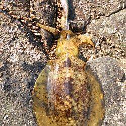 紀伊大島 エギングでアオリイカ700〜1800g!