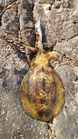 紀伊大島 エギングでアオリイカ700〜1800g!