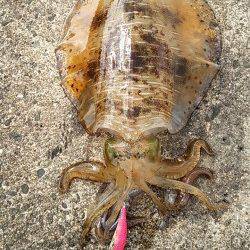 紀伊大島 エギングでアオリイカ700〜1800g!