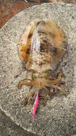 紀伊大島 エギングでアオリイカ700〜1800g!