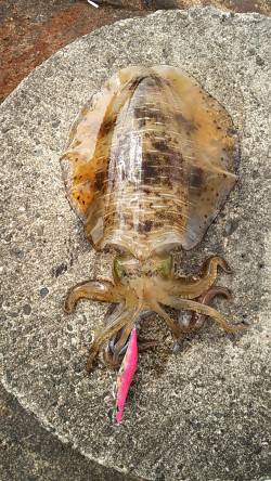 紀伊大島 エギングでアオリイカ700〜18…