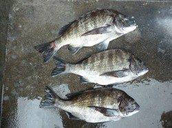 湯浅の磯 フカセでチヌ〜41cm3枚