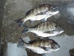 湯浅の磯 フカセでチヌ〜41cm3枚