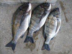 湯浅の磯でフカセ釣り、綺麗なチヌ3枚の釣果☆