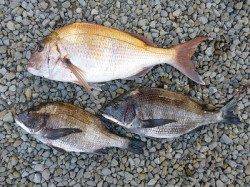 湯浅の磯、マダイ56cmの釣果あり！