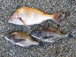 湯浅の磯、マダイ56cmの釣果あり！