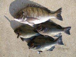 湯浅でフカセ釣り、グレが数でています。