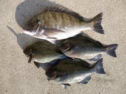 湯浅でフカセ釣り、グレが数でています。