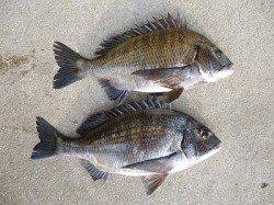 良型チヌ×２枚！！オキアミフカセ釣果