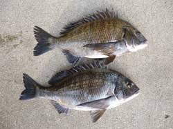 良型チヌ×２枚！！オキアミフカセ釣果