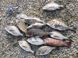 湯浅の磯 フカセでチヌ15枚