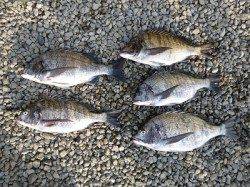 湯浅の磯 フカセのチヌは数釣り楽しめる