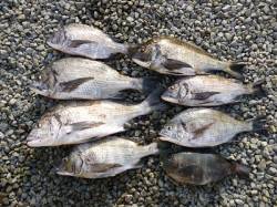 湯浅の磯 フカセのチヌは数釣り楽しめる