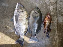 グレも数釣れています！湯浅の磯フカセ