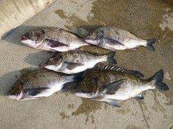 湯浅でフカセ釣り、チヌ51.5cmを含む大漁です！