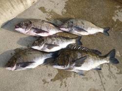 湯浅でフカセ釣り、チヌ51.5cmを含む大…