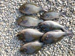 グレも数釣れています！湯浅の磯フカセ