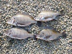 湯浅でフカセ釣り、チヌ51.5cmを含む大漁です！