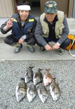 湯浅の磯、チヌ6枚にマダイも混じっています…