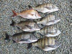 湯浅の磯、チヌ6枚にマダイも混じっています！