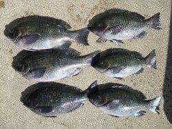 湯浅・広川エリアの磯でグレ釣れています♪