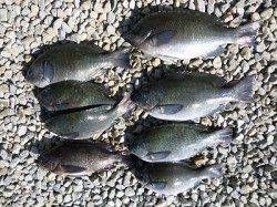 湯浅・広川エリアの磯でグレ釣れています♪