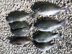 湯浅・広川エリアの磯でグレ釣れています♪